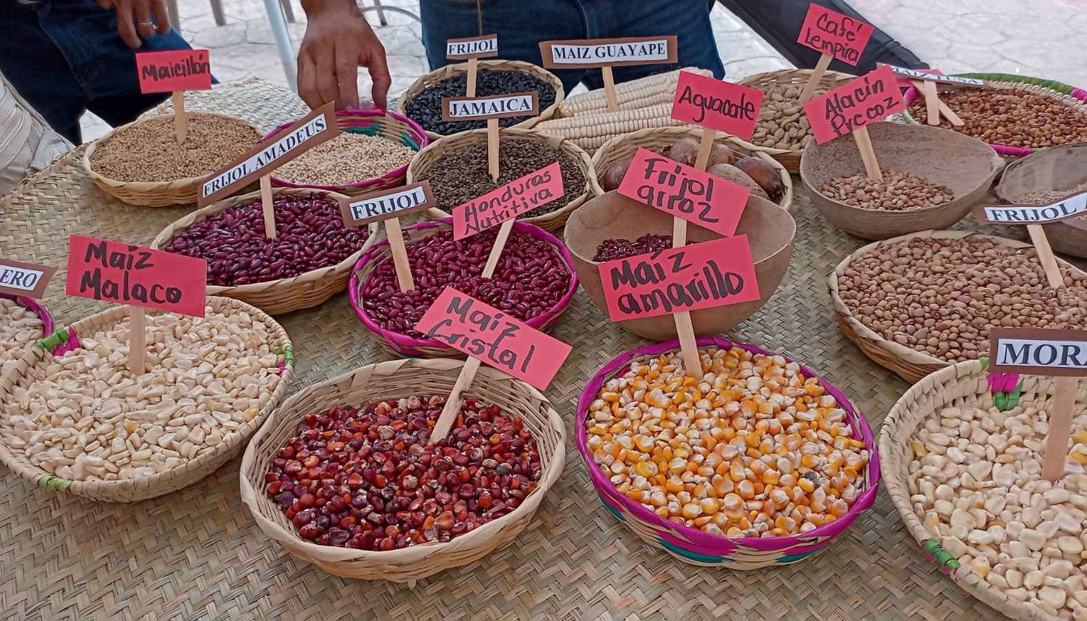 Algunas de las semillas nativas de la zona, de fácil adaptación a las condiciones climáticas de la zona.